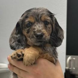 Dachshund Puppies from Wiggles & Wags Dachshund's