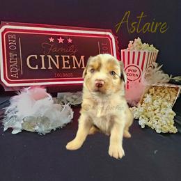 Astaire - The Leading Man - Red merle male Australian Shepherd puppy in Pittsville, Wisconsin from Match Dot Pup