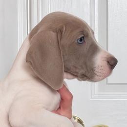 Josie - Mantle female Great Dane puppy in Florida from Beachside Kennels