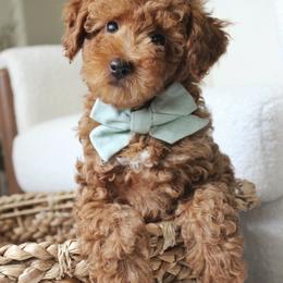 Poodle Puppies from Bruno & Co. Puppies
