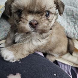 Girl 1.  Socks - Cream and white female Shih Tzu puppy in Kings Mountain, North Carolina from NC Shih Tzus by Tammy