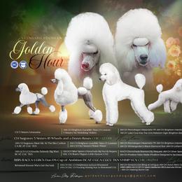 Poodle puppies from Golden Hour