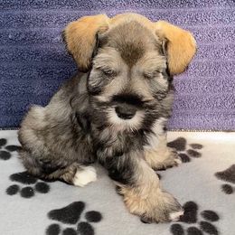 Ollie - Orange Collar - Black and silver male Miniature Schnauzer puppy in Robstown, Texas from Alves Miniature Schnauzers