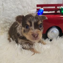 Toffee - Merle male Chihuahua puppy in Bowdon, Georgia from Paschal's Pups