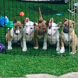 Miniature Bull Terrier Puppies from Tonka Miniature Bull Terriers