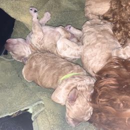 Poodle puppies from Paws&Ponies