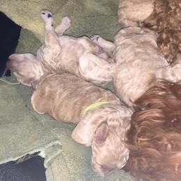 Poodle puppies from Paws&Ponies