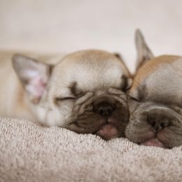 French Bulldog and Labrador Retriever Puppies from 888 Frenchies