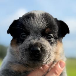 Cap - Blue male Australian Cattle Dog puppy in Devalls Bluff, Arkansas from Coolhand's Australian Cattle Dogs