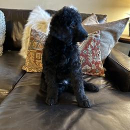 Goldendoodle Puppies from Mountainwest Goldendoodles