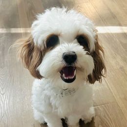 Birdie - Goldendoodle