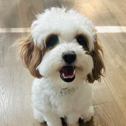 Birdie - Goldendoodle