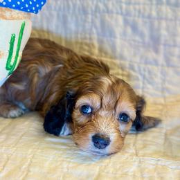 Waldi - Red male Dachshund puppy in Hensley, Arkansas from The Dachshund Barn