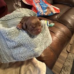 Glinda (Gigi) - Ruby female Cavalier King Charles Spaniel puppy in Corpus Christi, Texas from Kings Cross Cavaliers