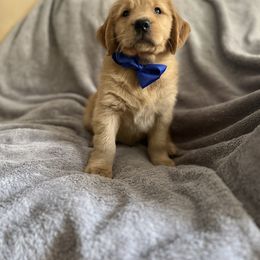 Boy 3 - Golden Golden Retriever puppy in Battle Creek, Michigan from Brown Family Goldens