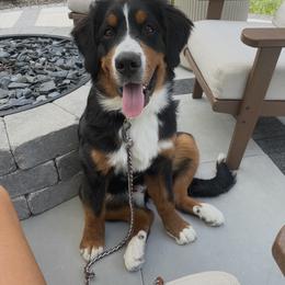 Bernese Mountain Dog Puppies from Jena's Blissful Bernese Mountain Dogs