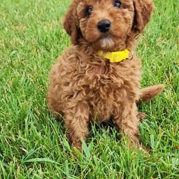 Yellow Collar Girl - Red female Irish Doodle puppy in Madison, Wisconsin from Morningside Doodles