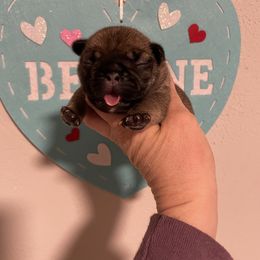 Girl 1 - French Bulldog puppy in Columbus, Georgia from Blessed and Boujee Frenchies