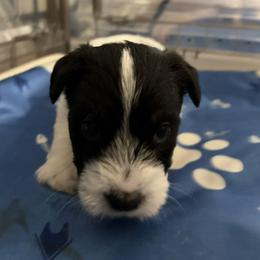 Trey - Tri-color male Russell Terrier puppy in Hollister, California from Oak Creek Jacks
