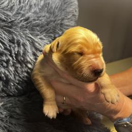 Golden Retriever Puppies from Personalized Dog Training - Windisch Goldens