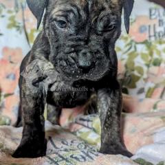Molosser (Bully x) Puppies from Riot River Mastiffs