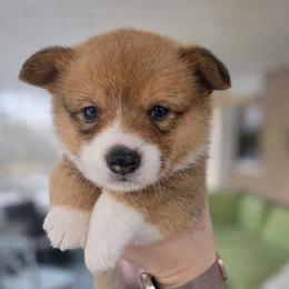 Lyra - Red and white female American Corgi puppy in Centerville, Tennessee from Katerina's American Corgis