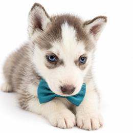 Snow - Red and white female Siberian Husky puppy in Elmwood Park, Illinois from Goldens&MiniAussiesWithFinesse