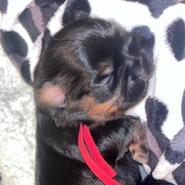 Brûlée - Black and tan female Shih Tzu puppy in Sacramento, California from NANA’S  QUALITY SHIH TZU'S