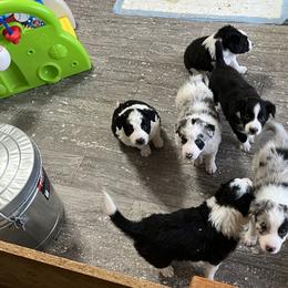 Border Collie Puppies from Roaring River Border Collies