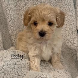 Roly - Cream male Maltipoo puppy in Traverse City, Michigan from Riyem Wildflower Farms