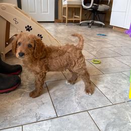 Java - Apricot male Goldendoodle puppy in Sugarcreek, Ohio from True Hearted Doodles