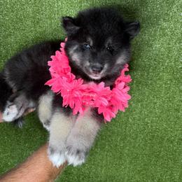 Carrot - Black tan and white female Siberian Husky puppy in Folsom, Louisiana from Geaux Fluffy