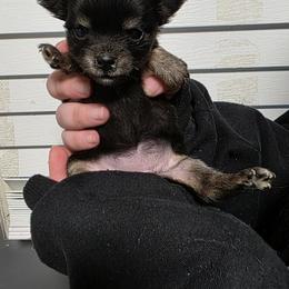 Eclipse - Black and tan female Chihuahua puppy in Wytheville, Virginia from Southwest Virginia Chihuahua