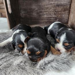 Left one - Tri-color male Cavalier King Charles Spaniel puppy in Yuciapa, California from AlltheDoodlez_