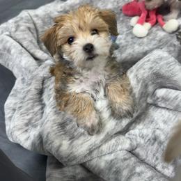 Mochi (Pascal) - White and tan female Morkie puppy in Tucson, Arizona from Sun-Kissed Morkies