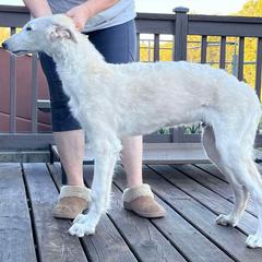 Boy 6 - Gold male Borzoi puppy in Des Moines, Iowa from Luxor Borzoi