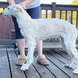 Boy 6 - Gold male Borzoi puppy in Des Moines, Iowa from Luxor Borzoi