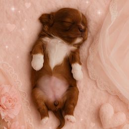 Shih Tzu Puppies from Shih Tzu snuggles