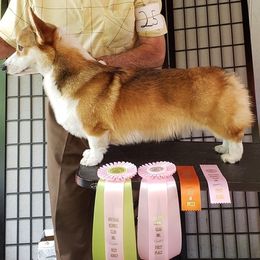Pembroke Welsh Corgi All Grown Up from Cajun Creek