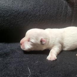 West Highland White Terrier puppies from Bloom Puppies