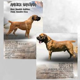 Boerboel puppies from Armstrong Supreme Team Guardian Dogs