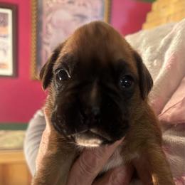 McKenna - Fawn female Boxer puppy in Elyria, Ohio from Just-A-Wyn Boxers