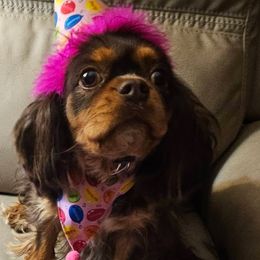 Kandy - Cavalier King Charles Spaniel