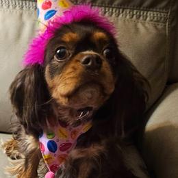 Kandy - Cavalier King Charles Spaniel