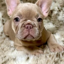 French Bulldog Puppies from The French Bulldog Company LLC
