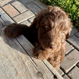Red Phantom, Male One - Red phantom male Aussiedoodle puppy in Parma, Idaho from Arena Valley Acres