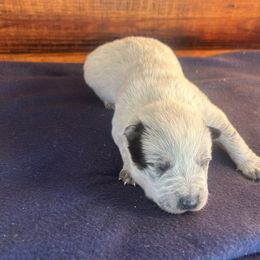 Boy 5 - Blue speckled male Australian Cattle Dog puppy in Mooresboro, North Carolina from Grog Creek Kennel