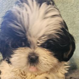 Oreo - Black and white male Shih Tzu puppy in Carthage, Missouri from Cooley's Cuddle Pups