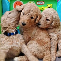 Poodles from Hayes Poodles Champion Bloodline