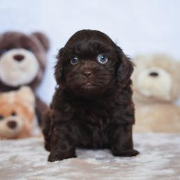Tino - Liver male Shihpoo puppy in Nickelsville, Virginia from The Teddybear Shihpoo